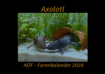 Axolotlkalender  AOF 2026