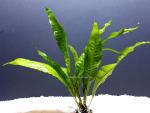 Javafarn (Microsorum pteropus) im Bund