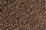 Premium Aufzucht- Pellets 170 g / (ca.250ml) 1,3 - 1,5mm für sehr junge Axolotl