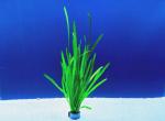 Vallisnerie (Vallisneria spiralis )