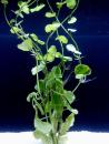 Wassernabel (Hydrocotyle leucocephala) im Bund